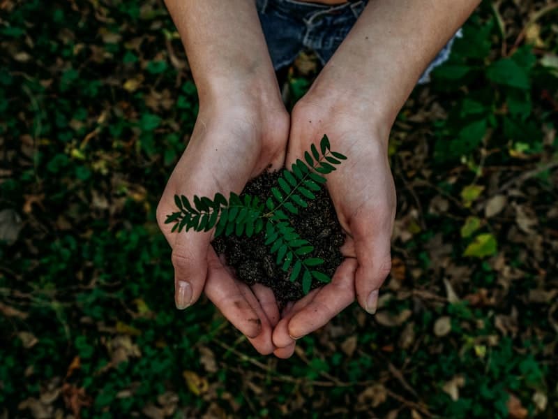Professional tree care and maintenance work